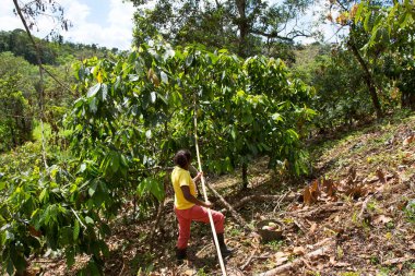 Kakao tohumu toplayan kadın, seyahat çekimi.