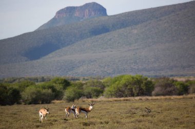 Kenya bozkırında vahşi bir hayvan sürüsü.