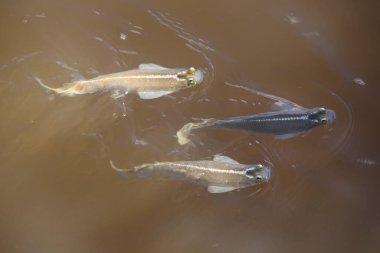 Çamurlu nehir suyunda yüzen balık