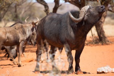 Afrika ya da Cape Buffalo boğası, syncerus caffer, Karoo çölünde kum ve savanada yürüyor.