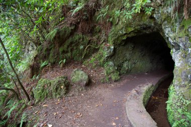Ormanın güzel manzarası