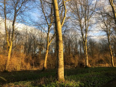 Ağaçlar ve yapraklarla dolu güzel sonbahar manzarası