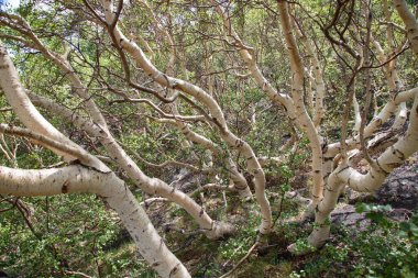 Dağlarda çekilen güzel orman yeşilliği