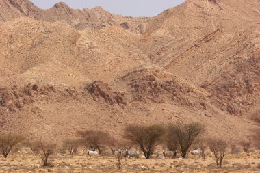 Palamut boynuzlu antilop sürüsü, Oryx dammah, Sahra Çölü 'ndeki korkunç önlüklerin arasında yürüyorlar.