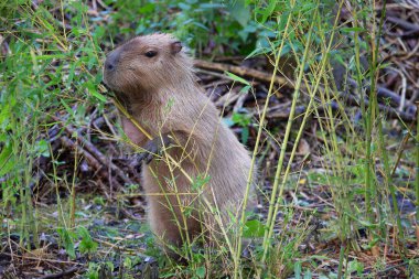 Capybara, Hydrochoerus hydrochaeris, dinleniyor.