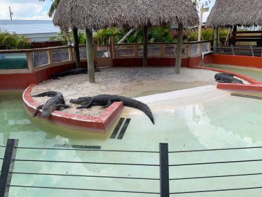 Hayvanat bahçesindeki timsah manzarası