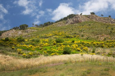 Sicilya 'nın iç dağlarına doğru uzanan süpürgeli kırsal arazi yolu.