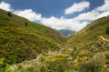 Sicilya 'nın dağları arasında çiçek açan kırsal arazi