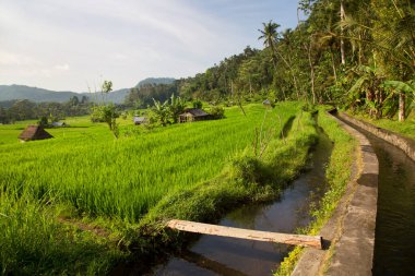 güzel yeşil orman sahnesi tarımsal tarlalarıyla