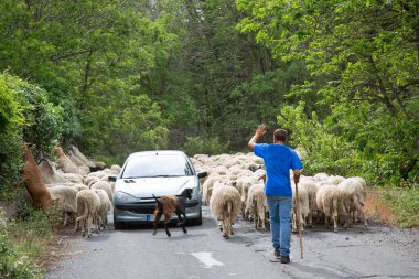Yolda yürüyen koyun ve keçi sürüsü