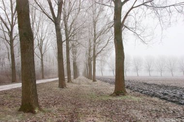 Çıplak ağaçlarla kaplı buzlu ormanın güzel manzarası.