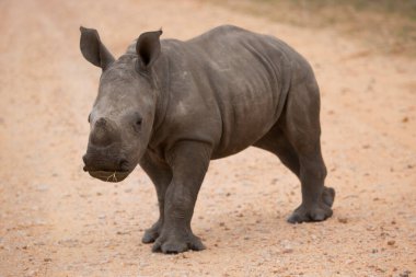 calf or baby white or square-lipped rhinoceros, Ceratotherium simum, looking alerted but playing tough clipart