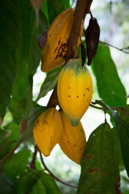 Ağaçta yetişen meyve, yeşil yapraklı mango.