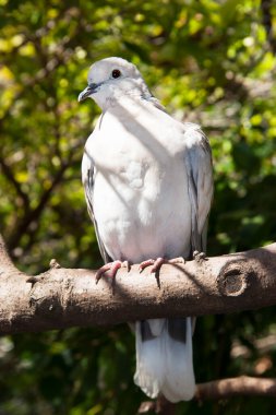 Ormandaki beyaz güvercin