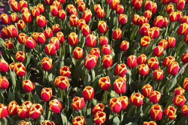 Geniş çiçek tarlası kırmızı lalelerle dolu.