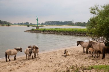Hollanda kıyıları boyunca başıboş gezen vahşi Konik atları sürüsü.
