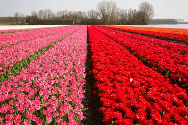 Renkli lalelerle dolu geniş çiçek tarlaları 
