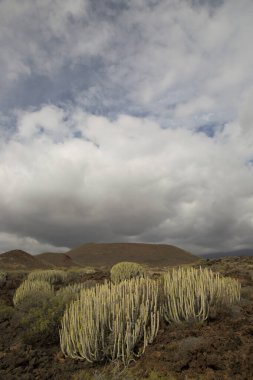 Kaktüs bitkileriyle volkanik vadi manzarası