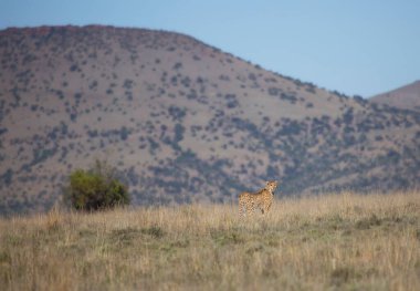 Çita, Acinonyx Jubatus, açık düzlüklerde avını yakalamak için bekliyor.