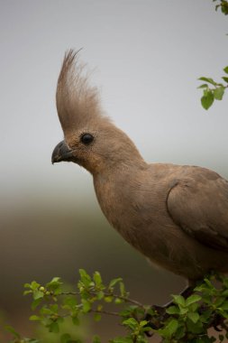 Gri Loerie ya da Kwvol, Corythaixoides concolor, bir dala oturup yiyecek arıyorlar.