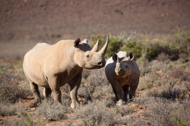 Kara gergedan, Diceros bicornis, Karoo çölü vadisinde alçak çalılıklarda yürüyor.