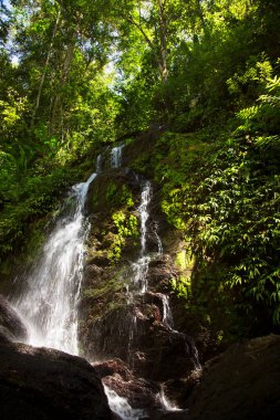 Ormanda güzel bir şelale 