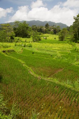 Çeltik tarlaları ya da pirinç bitkilerinin yetiştiği Sawa arazisi