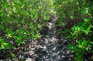 Tropik ormandaki yeşil bitkilerin manzarası