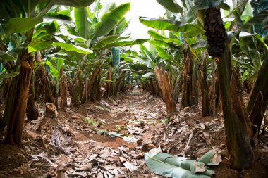 Tarlada yetişen muz bitkileri