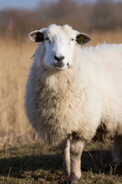 Çayırda duran koyunlar, yakın görüş.