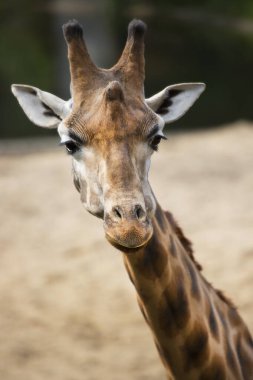 Zürafa başkanının yakın görüntüsü