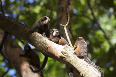 Parlak gün ışığında ağaçtaki şirin maymunlar
