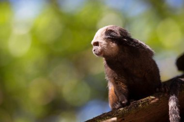 Beyaz başlı ya da kıvrık kulaklı marmoset, Callithrix Geoffroyi, bir dala dikiş atıyor.