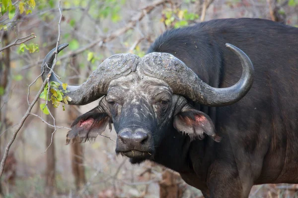 Búfalo Africano Campo —  Fotos de Stock