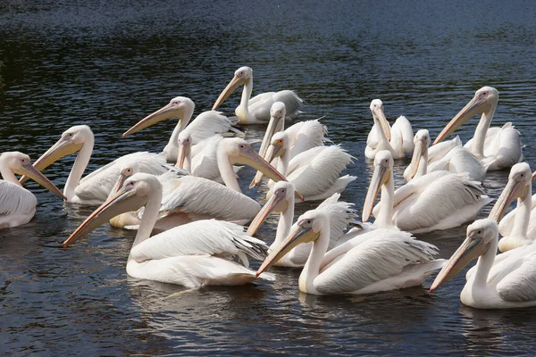 Pelikane Wasser — Stockfoto