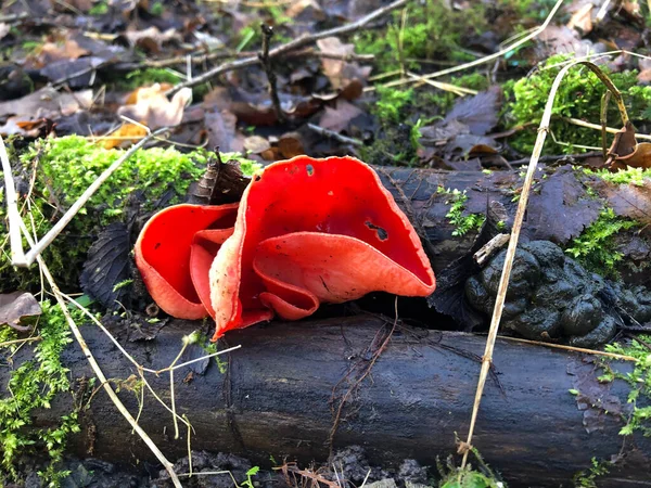 Seta Roja Blanca Bosque — Foto de Stock