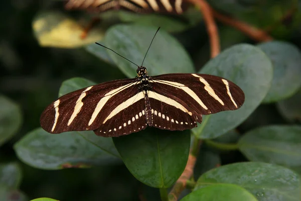 Butterfly Sitting Green Leaf — Stock Photo, Image