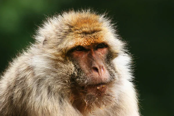 Χαριτωμένες Μαϊμούδες Άγριο Περιβάλλον — Φωτογραφία Αρχείου