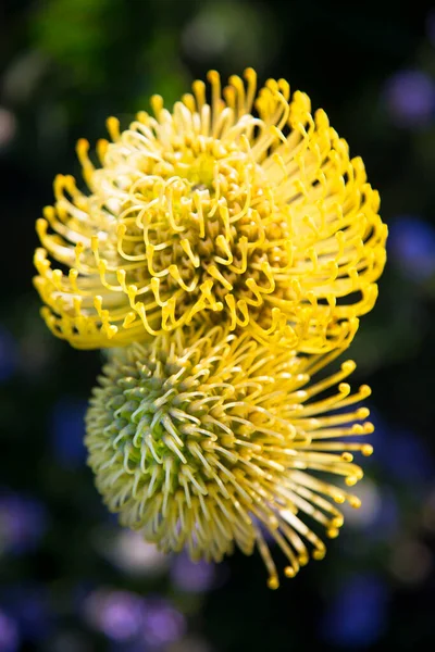 Closeup Της Ανθοφορίας Protea Pincushion — Φωτογραφία Αρχείου