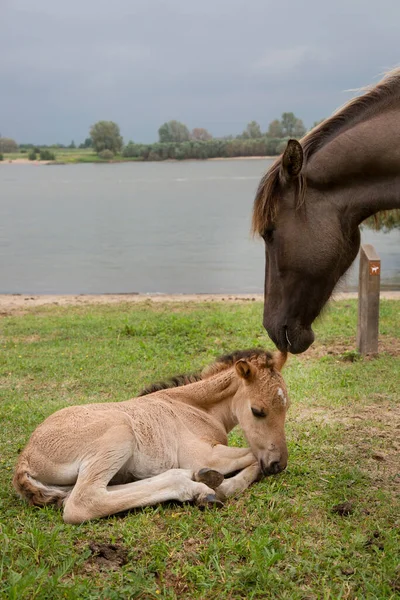 free-roaming wild Konik horses along the river shoreline and dikes, mother love of mare with foal
