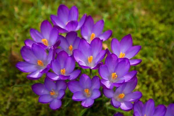 Schöne Lila Krokusblüten Garten — Stockfoto