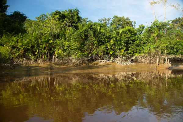 熱帯川のほとりに立つマングローブの木の根 — ストック写真