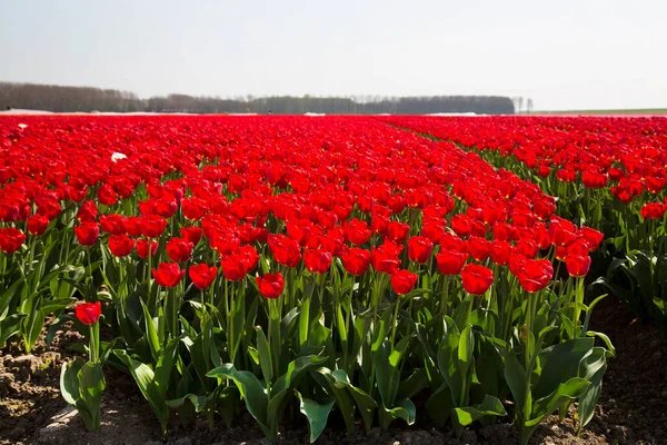 Ausgedehntes Blumenfeld Mit Reihen Roter Tulpen — Stockfoto