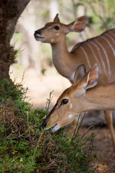 Vue Antilope Sauvage Dans Savane — Photo