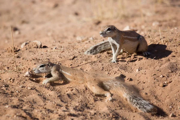 Colonie Écureuils Terrestres Cap Xerus Inauris Mangeant Affût Danger — Photo