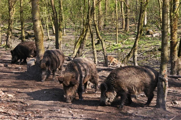 動物園で最もかわいい毛皮の豚は — ストック写真