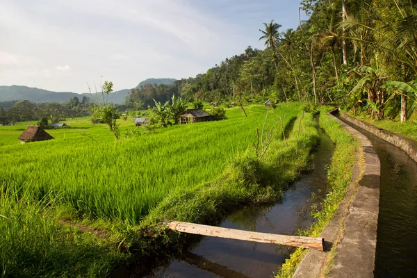 güzel yeşil orman sahnesi tarımsal tarlalarıyla