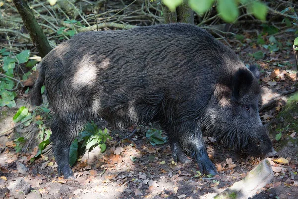 Wild Boar Swine Sus Scrofa Searching Food Mud — Stock Photo, Image