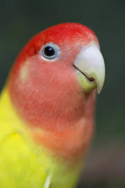 Zbliżenie Pięknej Papugi — Zdjęcie stockowe