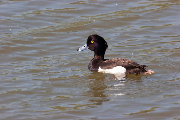 Canard Dans Eau — Photo